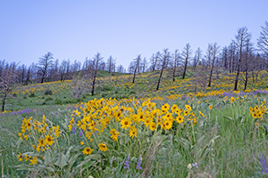 bridger canyon property for sale